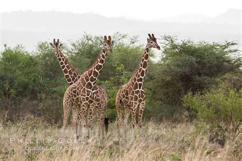 Reticulated Giraffe Meru National Park Giraffa Camelopardalis
