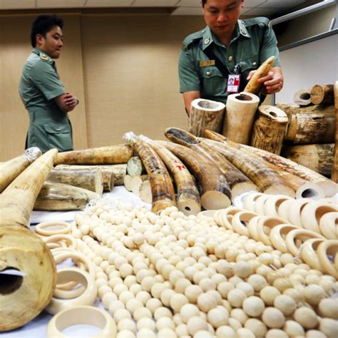 Hong Kong Government Aiding And Abetting Illegal Ivory Trade Say 50