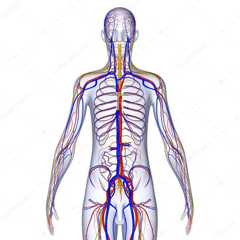 Nervous System