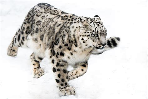 If a leopard is particularly hungry, they can go even faster and even reach up to 40 miles ( 64 kilometers) per hour. luvox 10 mg 6.25mg