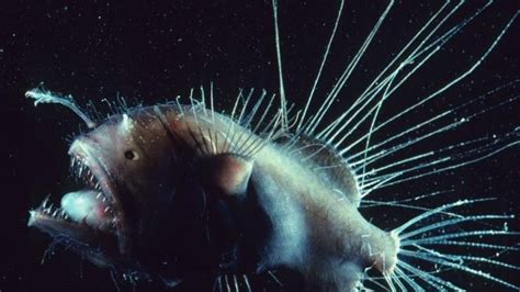 Wildlife › This Is The Video Footage Captured Of This Mating Deep Sea