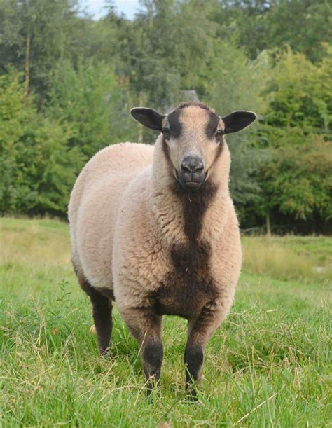 Katmoget Ewe Lambs For Sale Shetland Sheep Society