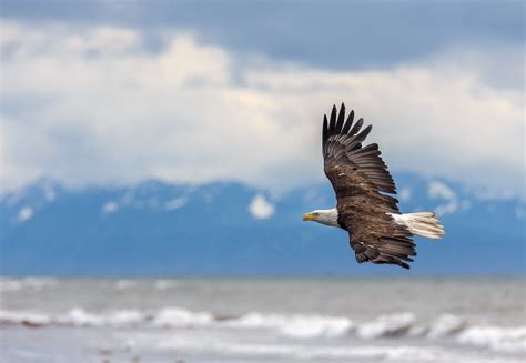 Alaskan Bald Eagle Alaska Wildlife Rescue
