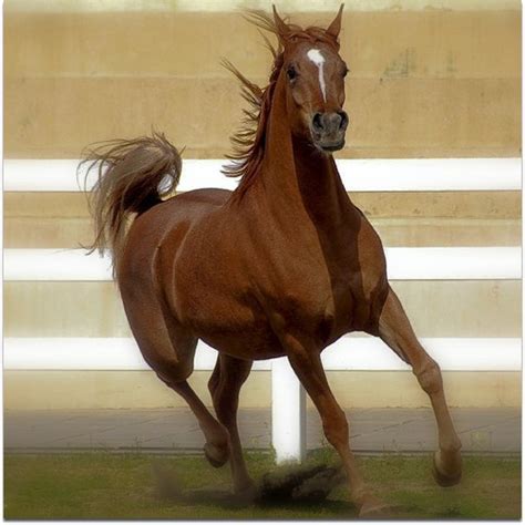 Maybe you would like to learn more about one of these? 25 Magnificent Horse Photos