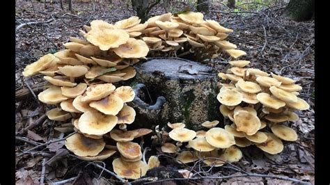 Foraging Edible Honey Mushrooms Identifying And Cooking