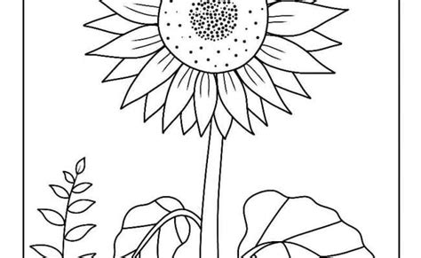 Cara Mewarnai Bunga Matahari Menggambar Gambar Mewarnai Bunga Otosection