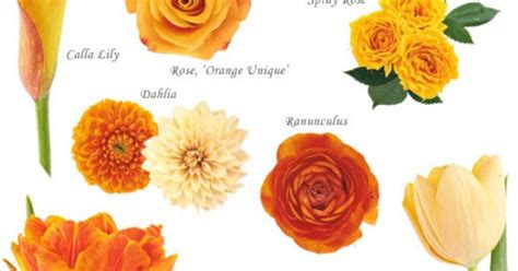 Flower Names By Color Gerbera Daisies Orange Flowers And Gerbera