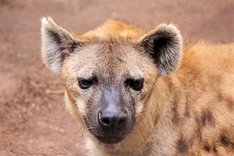 Spotted Hyena San Diego Zoo Elena Flickr