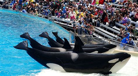 Whales And Dolphins Will No Longer Be Held In Captivity My Dream For