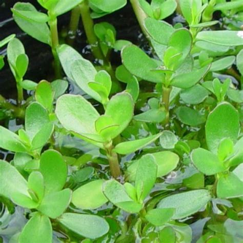 Buy Neer Brahmi Plant Bacopa Monnieri Online At