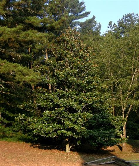 The impressive appearance of its white. Anybody Seen My Focus?: Southern Magnolia (Magnolia ...