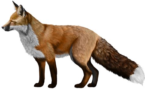 Fox Transparent Png Image Web Icons Png