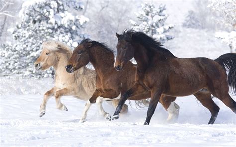 Three Beautiful Horses Of Different Colors Running In Snow