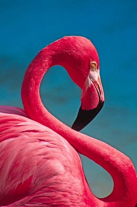 Pin By Glenda Bush On Maľovanie In 2021 Flamingo Pet Birds Animals