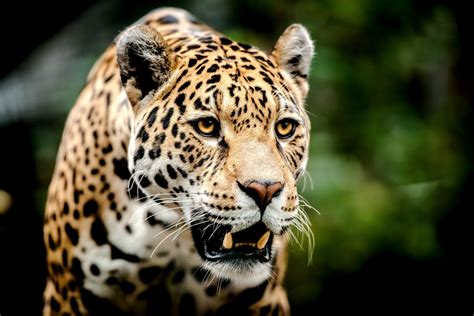 Big Cats Jaguars Glance Snout Animal Wallpapers Hd Desktop And