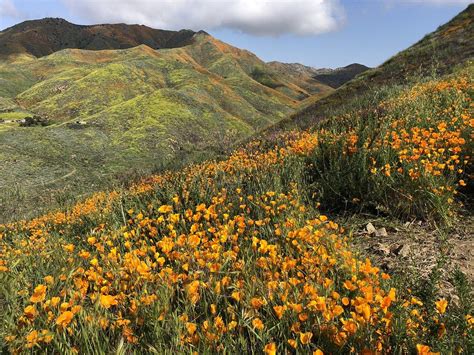Browse the most recent salt lake city, utah obituaries and condolences. Lake Elsinore Wildflower Fun | Wild flowers, Lake elsinore ...