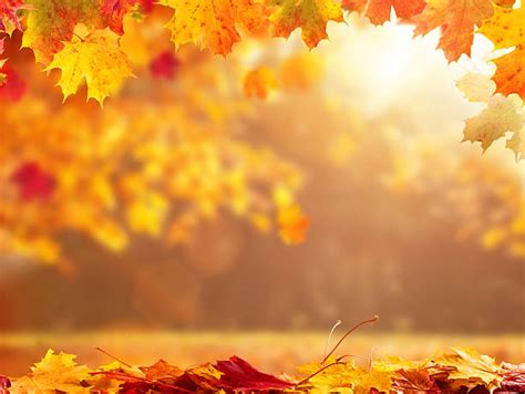 Royalty Free Autumn Pictures Images And Stock Photos Istock