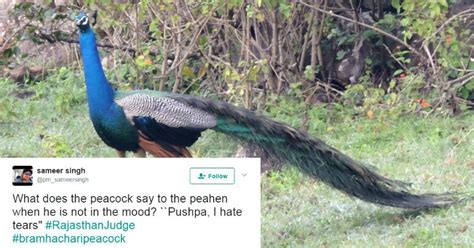 Internet Trolls And Tells Rajasthan Hc Judge That Peacocks Actually Have Sex