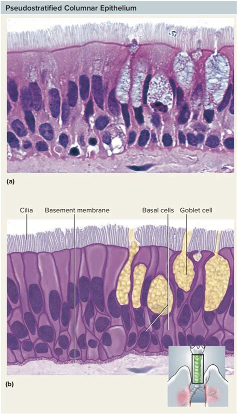 What Is Ciliated Epithelial Tissue What Are Its Functions Quora