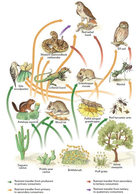 What Are The Two Main Food Webs On Earth Osman Hisilat