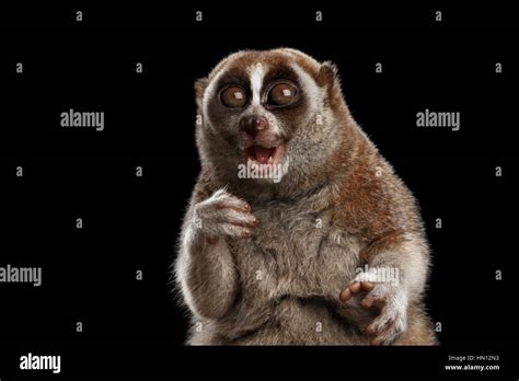 Close Up Lemur Slow Loris Isolated Black Background Stock Photo Alamy