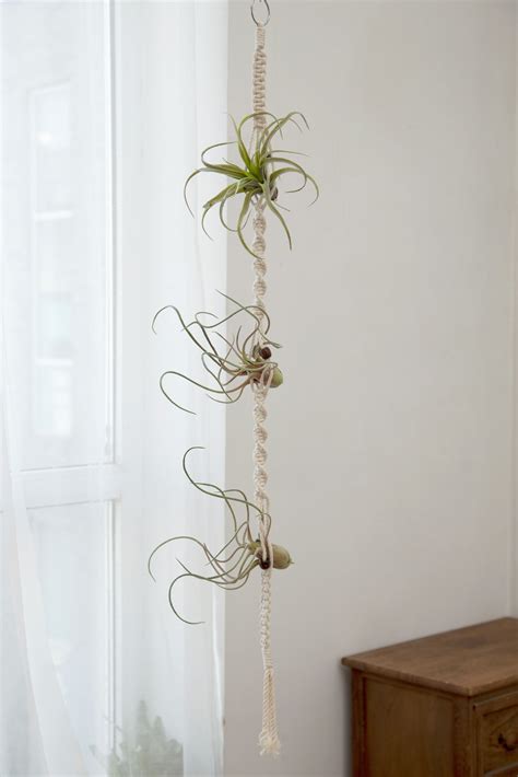 Air Plant Hanger Hanging Air Plant Holder Airplants Display Wall