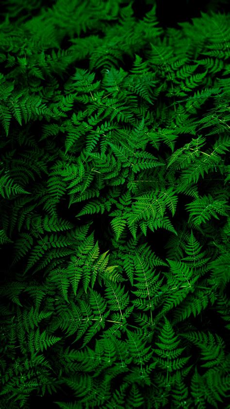 Nature Leaves Plant Green Wallpapers Hd 4k Background