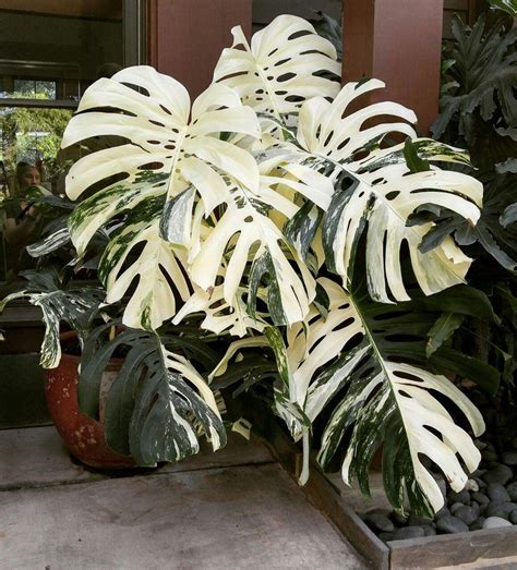 Browse the largest inventory of varieged monstera species & other species. Image result for variegated monstera | Ornamental plants ...