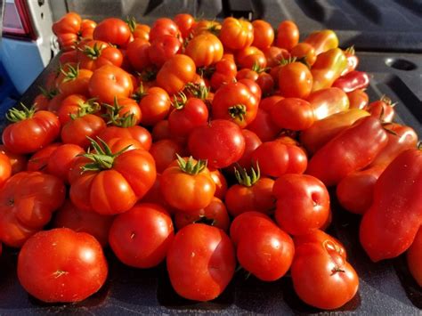 Your garden supply and advice hq. Santorini and San Marzano Tomatoes | San marzano tomatoes ...