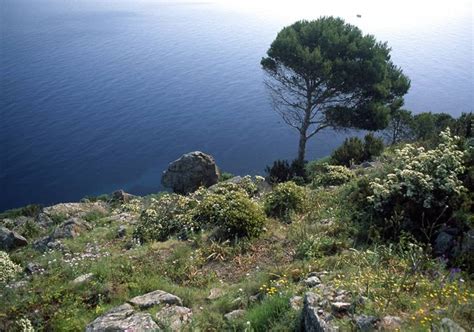 La macchia mediterranea è una formazione vegetale, fatta di piante per lo più autoctone, che si è costituita come risultato della la macchia mediterranea si estende in massima parte su suoli aridi, poco profondi, rocciosi, calcarei e con un rapido drenaggio idrico. Alberi mediterranei - Alberi - Alberi mediterranei