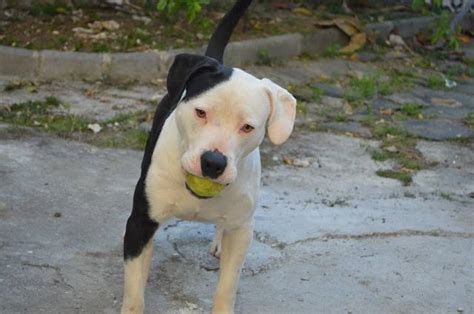 Laut polizei riss sich der hund am dienstagabend auf einer. Hundevermittlung, GASPAR, Pitbull-Mischling (Rüde) sucht ...