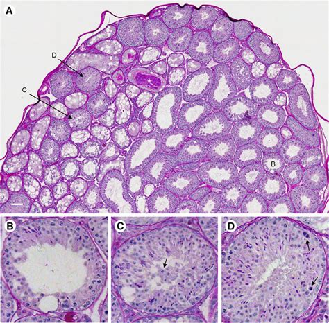 Testis Histology A A Composite Testis Image For A Wsbeij Male