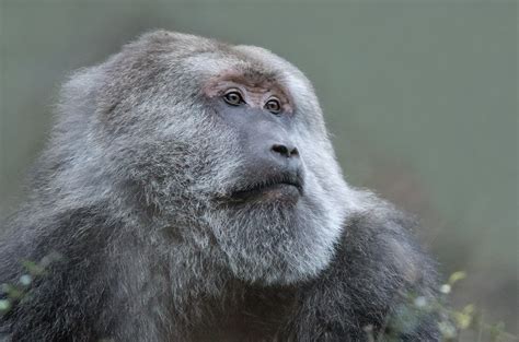A Close Up Of A Monkey In The Grass Looking At Something Off To The Side