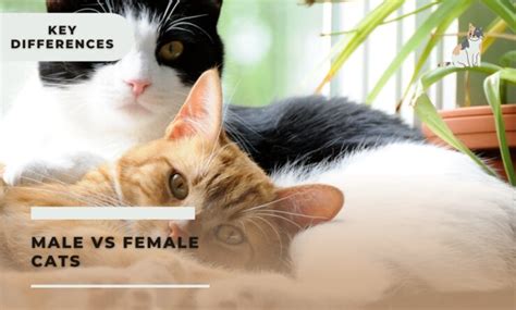Male Vs Female Cats Key Differences Explained Southwest Journal