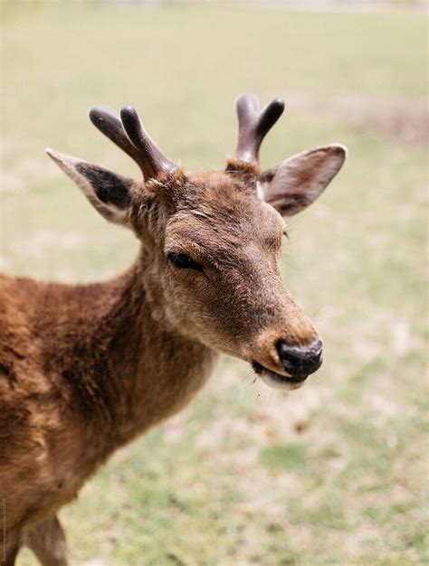Portrait Of Small Nara Deer Animal In Japan Tourist Location Del