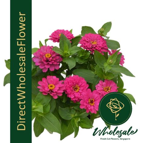 Buy beautiful, fresh flowers straight from the farm. Zinnia - Flower Wholesale in Singapore