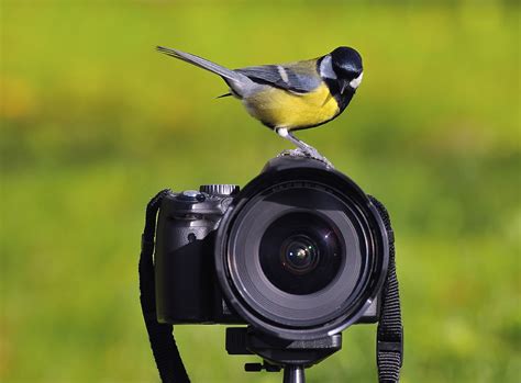 Bird And Wildlife Photography