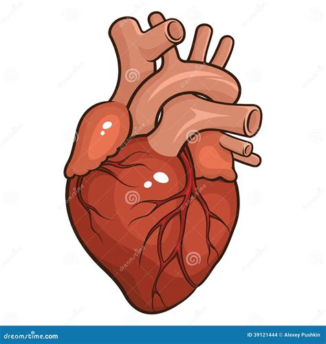 Corazón Humano Ilustración Del Vector Imagen 39121444