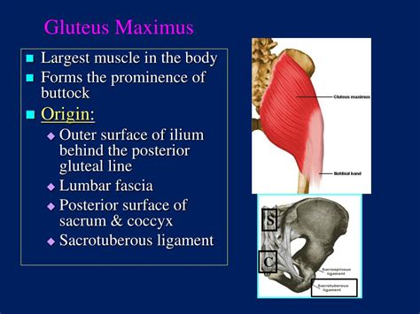 Ppt The Gluteal Region Buttock Powerpoint Presentation Free Download Id 2951081