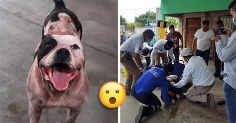 Pitbull Attacks A Thief In Mexico And Almost Rips His Arm Off He Will Not Be Sacrificed