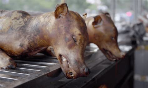 Officials In Vietnamese City Urges Citizens To Stop Eating Dog Meat