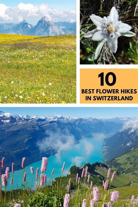 10 Best Wildflower Hikes In The Swiss Alps Switzerland Hiking Hiking