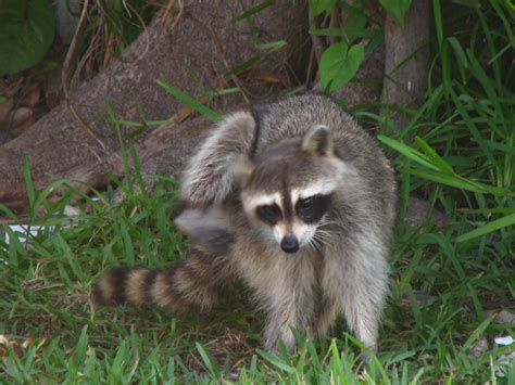 Pictures Of Racoons Animal Photos