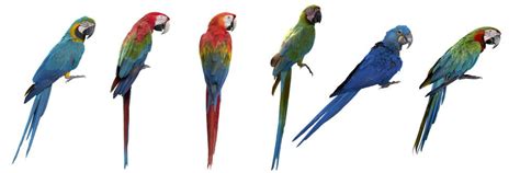 Most Colorful Parrot Species In 2020 Colorful Parrots Parrot Conure