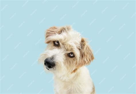 Premium Photo Portrait Curious Jack Russell Dog Tilting Head Side