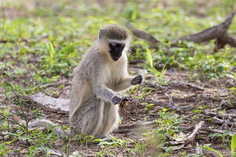 Wildlife Den South African Wildlife Photography Vervet Monkey At Letaba