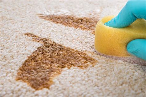 The Ultimate Stain Removal Guide House Cleaning Service