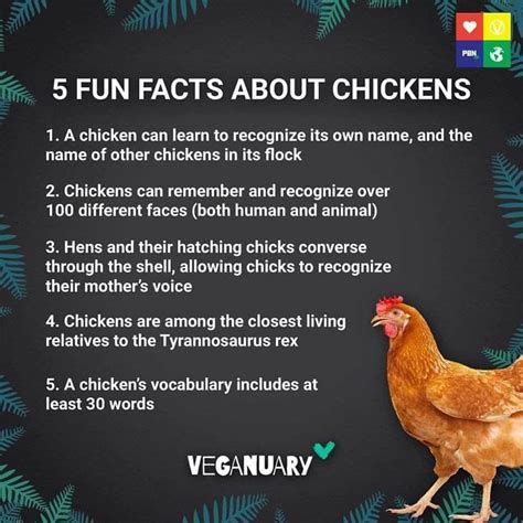 Pin By Deborah England On Farm Chicken Facts Vegan Animals Chickens
