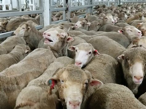 The System Driving Live Animal Exports The Saturday Paper