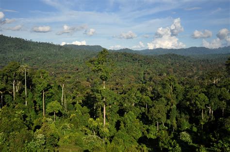 Perda De Florestas Propicia A Propaga O De Doen As Aponta Estudo Revista Galileu Meio Ambiente